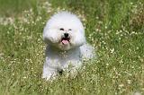 BICHON FRISE 435
